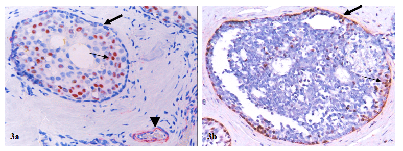 Int J Biol Sci Image