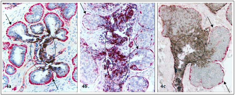 Int J Biol Sci Image