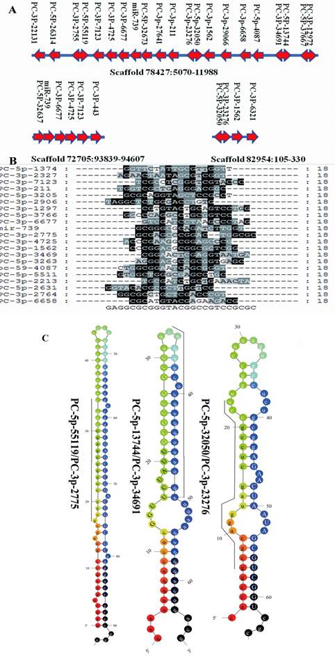 Int J Biol Sci Image