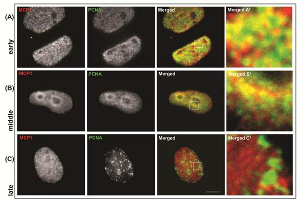 Int J Biol Sci Image