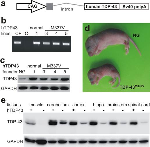 Int J Biol Sci Image