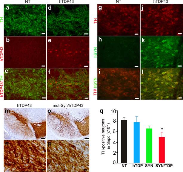 Int J Biol Sci Image