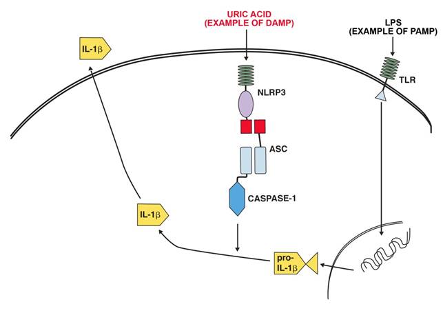 Int J Biol Sci Image