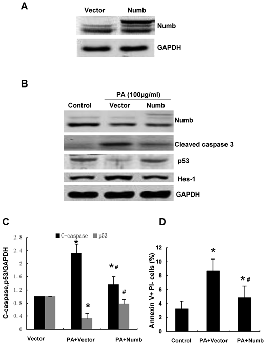 Int J Biol Sci Image