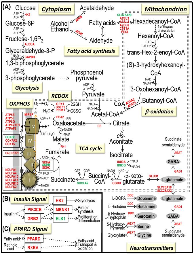 Int J Biol Sci Image