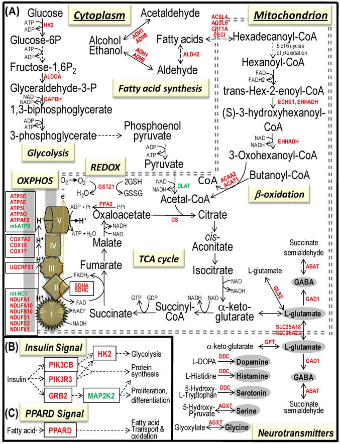 Int J Biol Sci Image