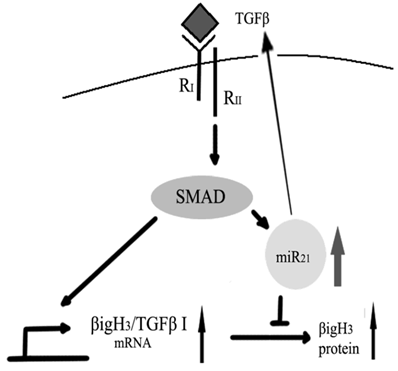 Int J Biol Sci Image