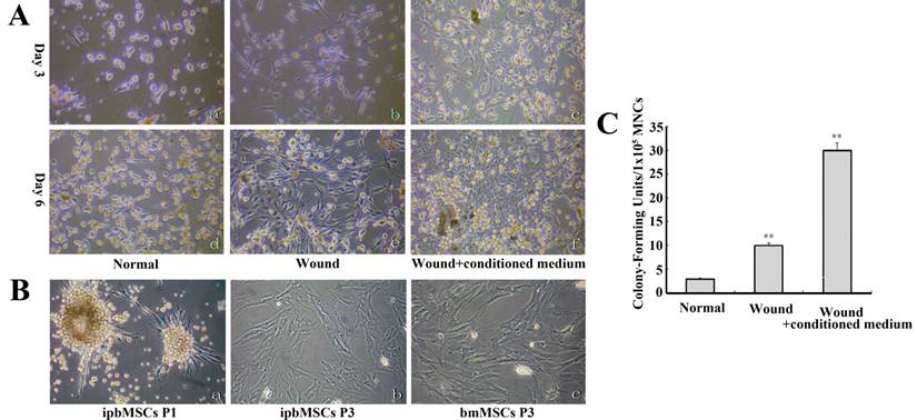 Int J Biol Sci Image