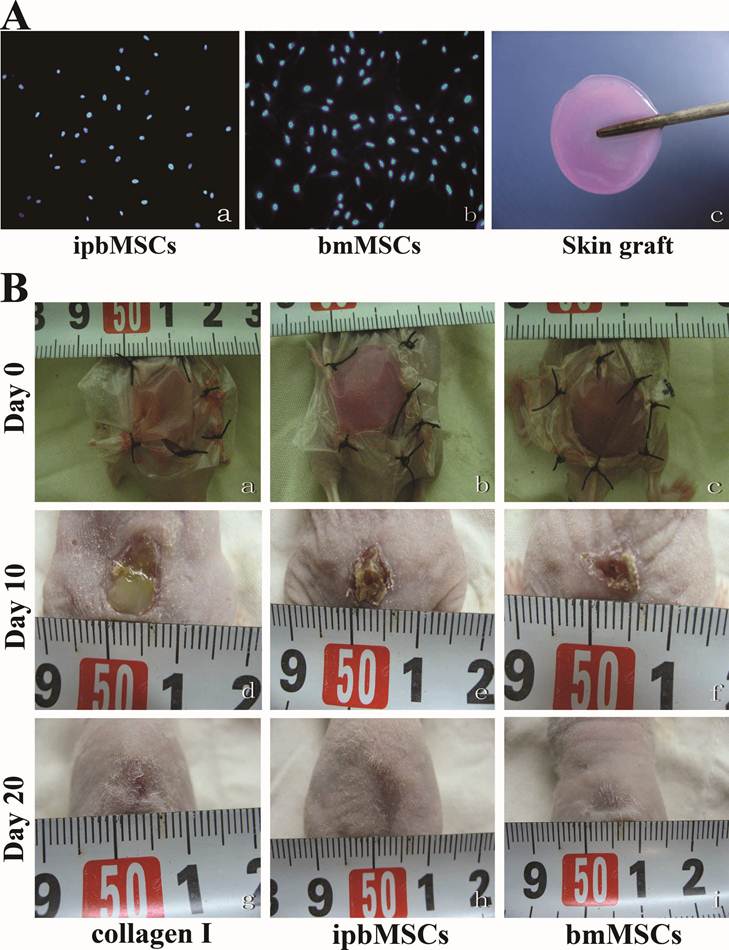 Int J Biol Sci Image