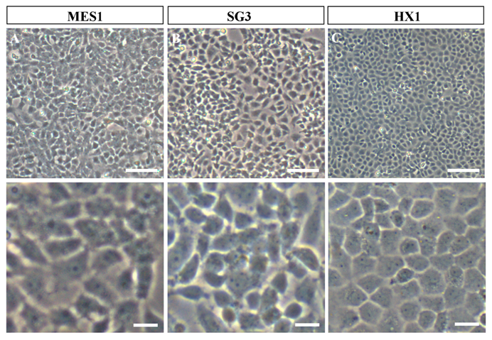 Int J Biol Sci Image