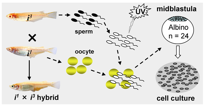 Int J Biol Sci Image