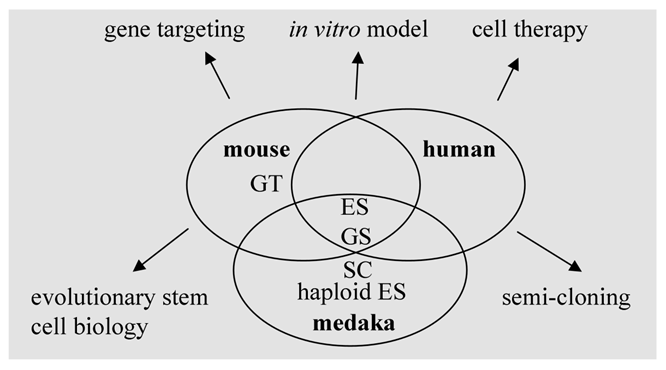 Int J Biol Sci Image