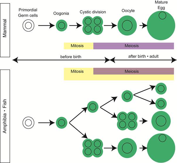 Int J Biol Sci Image