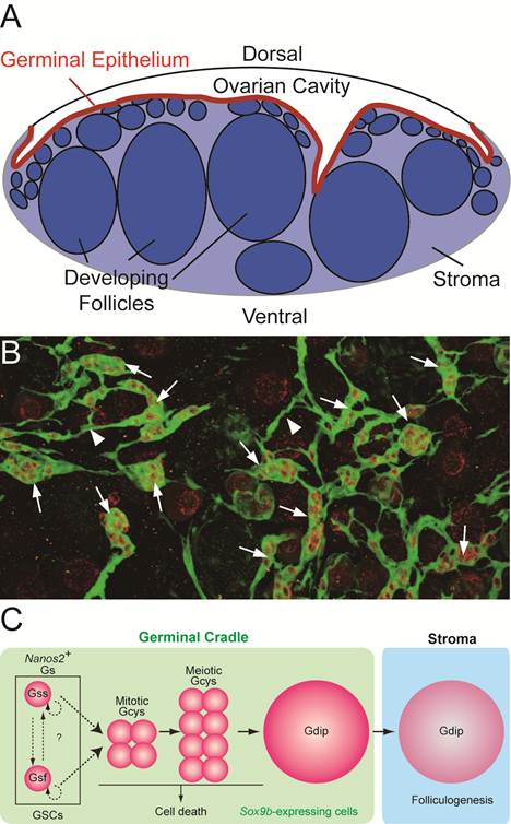 Int J Biol Sci Image