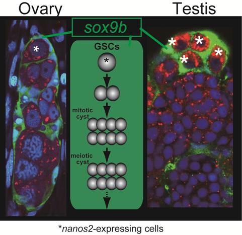 Int J Biol Sci Image