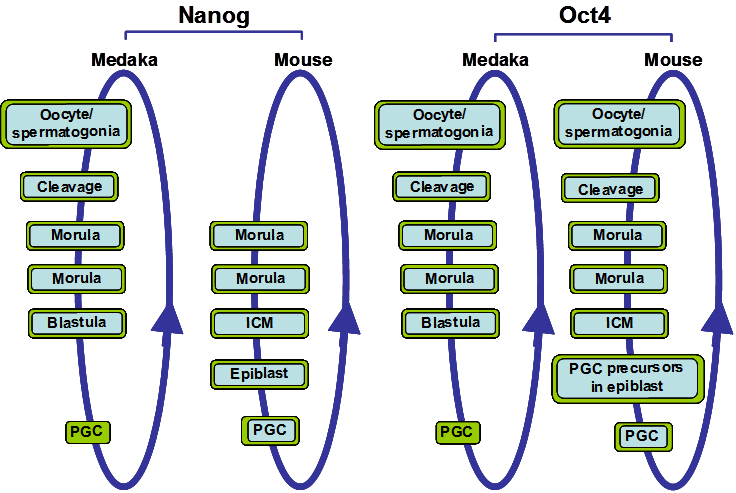 Int J Biol Sci Image