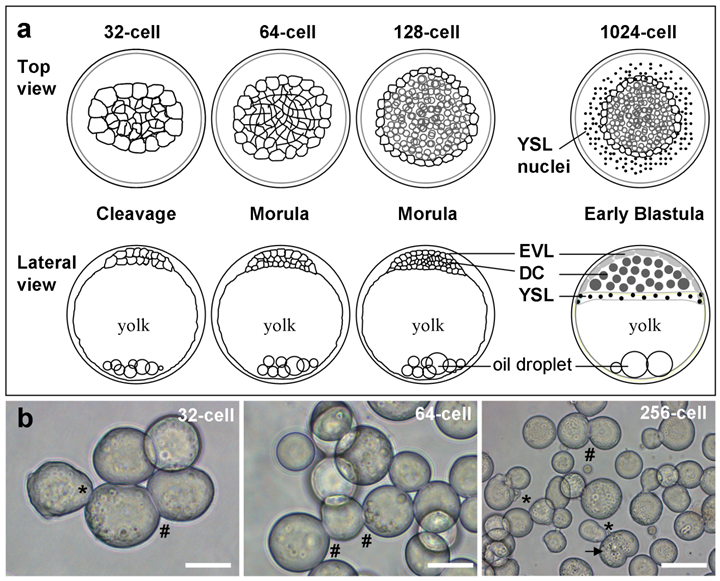 Int J Biol Sci Image