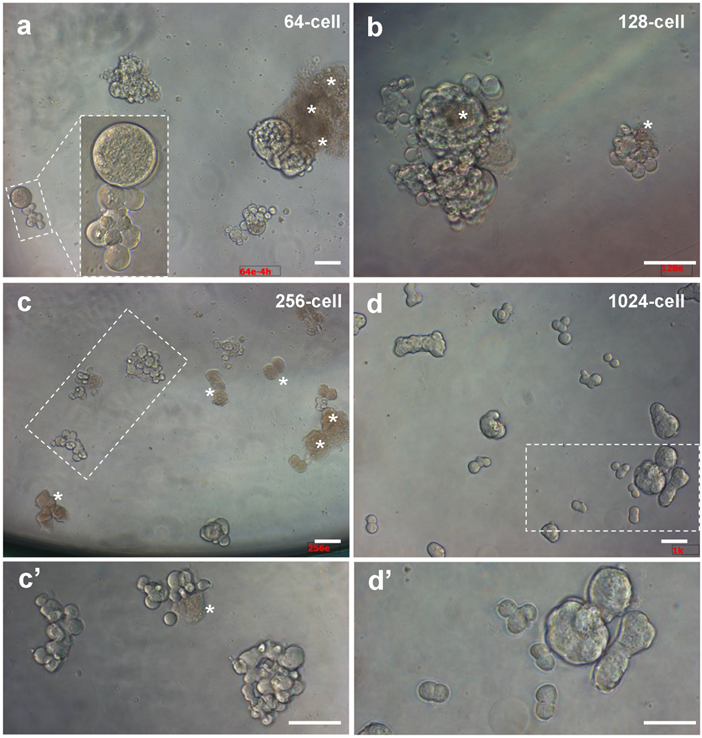 Int J Biol Sci Image