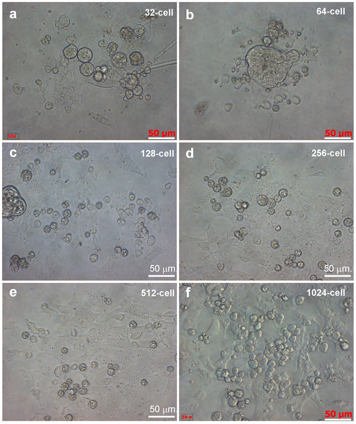 Int J Biol Sci Image