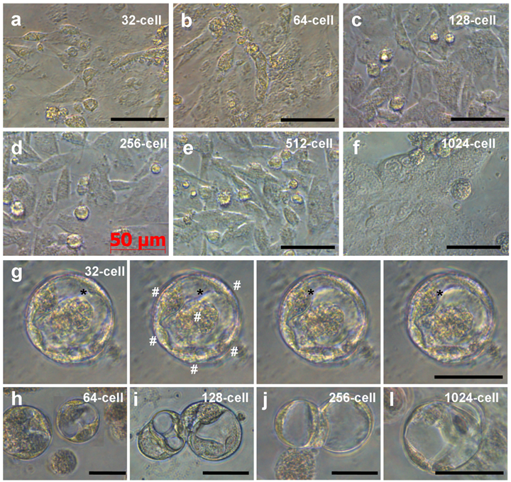 Int J Biol Sci Image