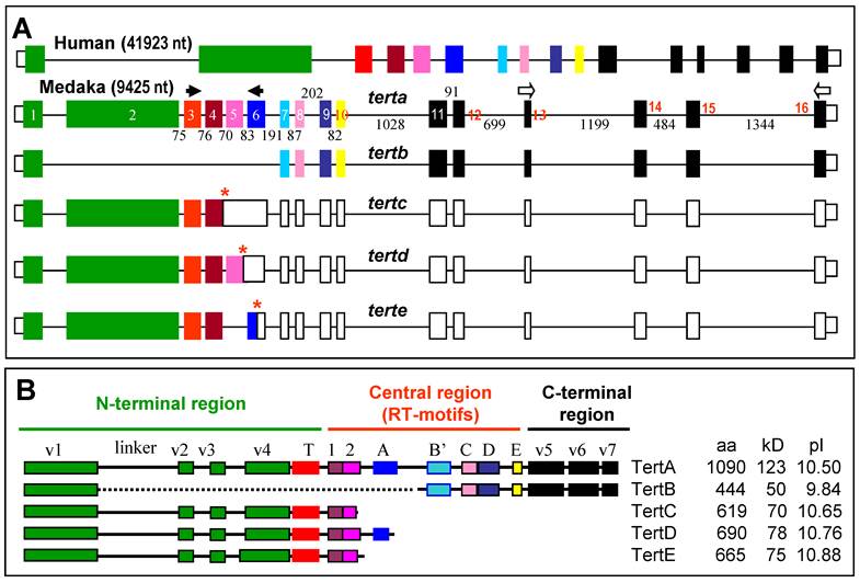 Int J Biol Sci Image