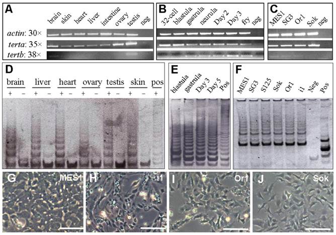 Int J Biol Sci Image