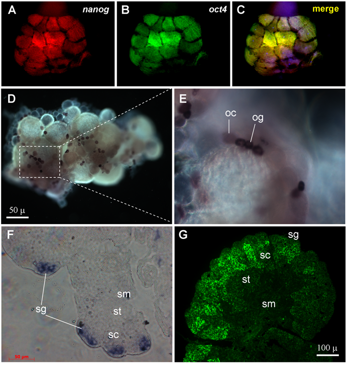 Int J Biol Sci Image