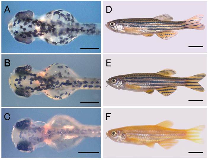 Int J Biol Sci Image