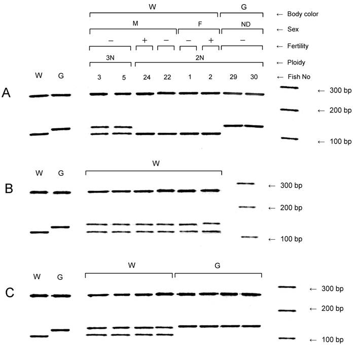 Int J Biol Sci Image