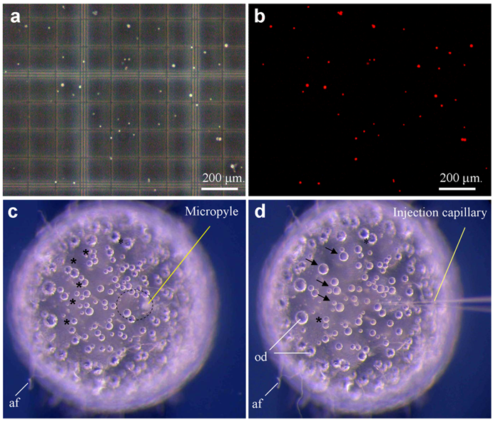 Int J Biol Sci Image