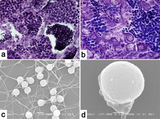 Int J Biol Sci Image