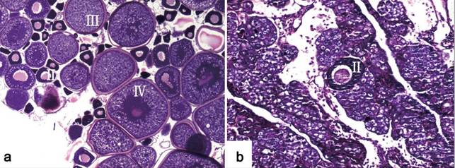 Int J Biol Sci Image