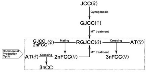 Int J Biol Sci Image