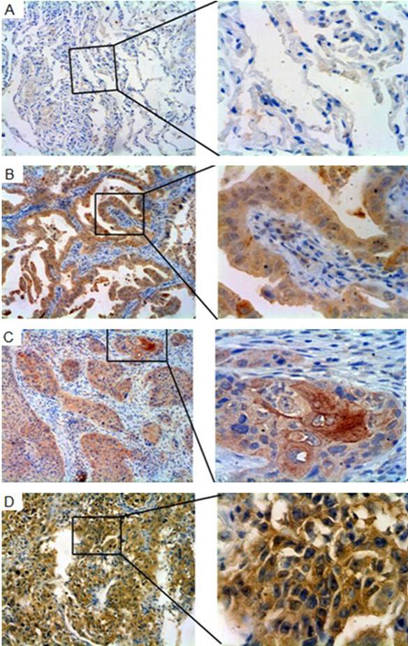 Int J Biol Sci Image