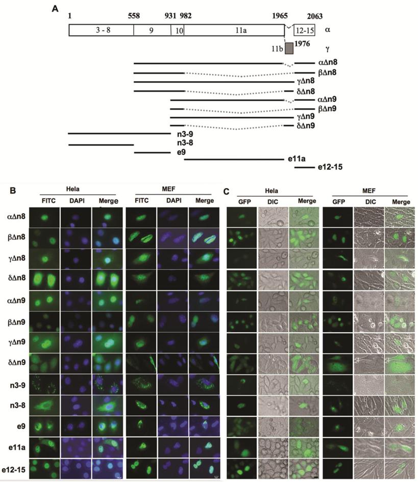 Int J Biol Sci Image