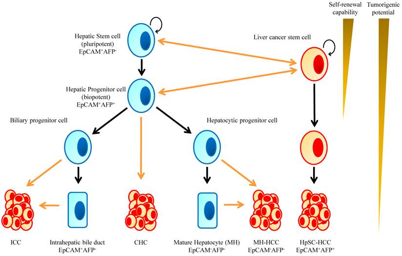 Int J Biol Sci Image