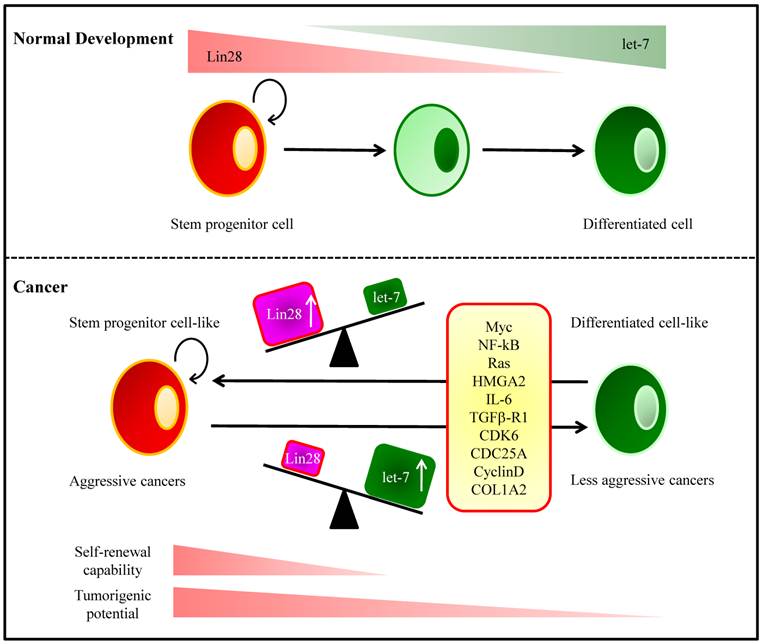 Int J Biol Sci Image