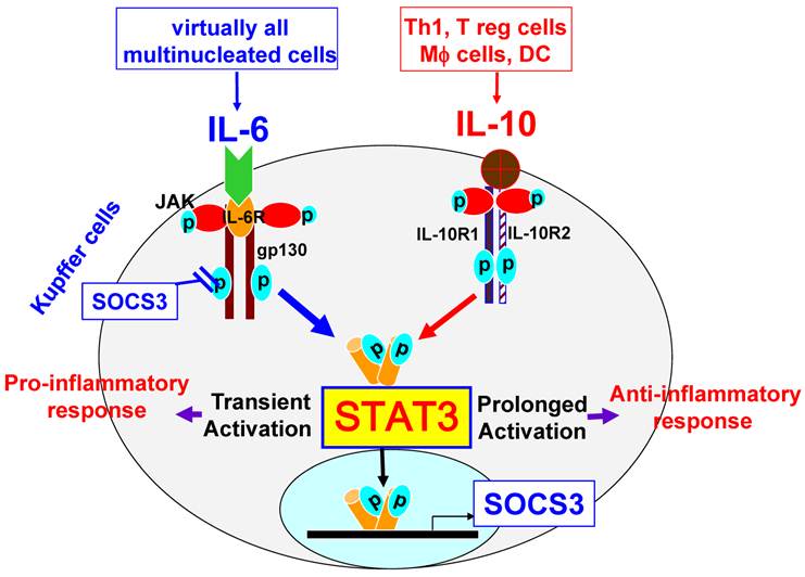 Int J Biol Sci Image