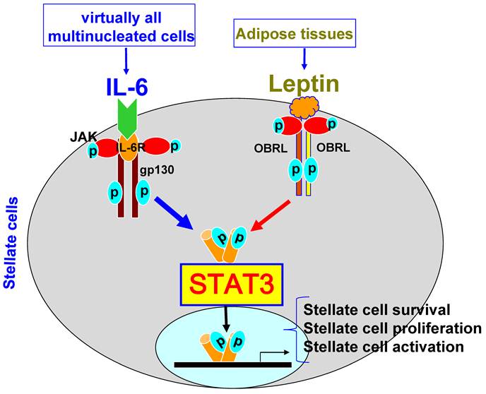 Signal Transducer and Activator of Transcription 3 in Liver Diseases: A ...