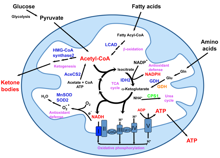 Int J Biol Sci Image