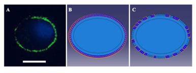 Int J Biol Sci Image