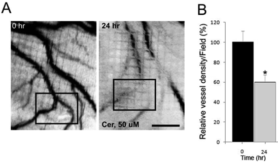 Int J Biol Sci Image