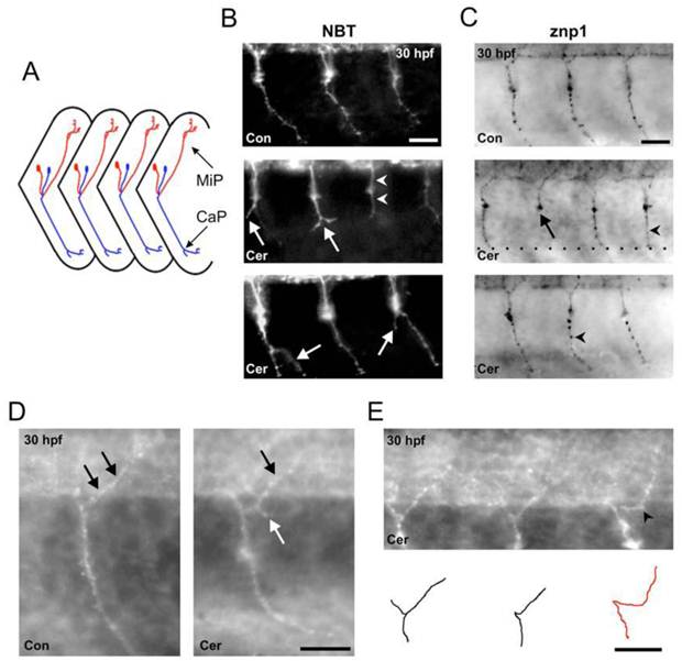 Int J Biol Sci Image