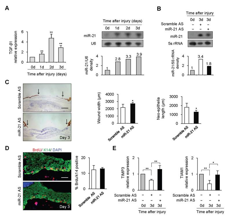 Int J Biol Sci Image