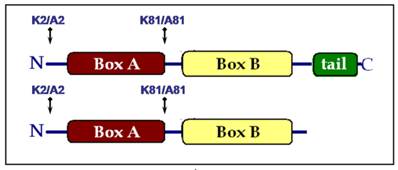 Int J Biol Sci Image