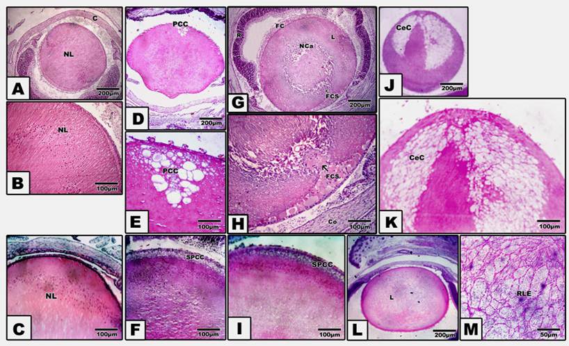 Int J Biol Sci Image