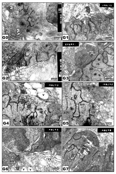 Int J Biol Sci Image