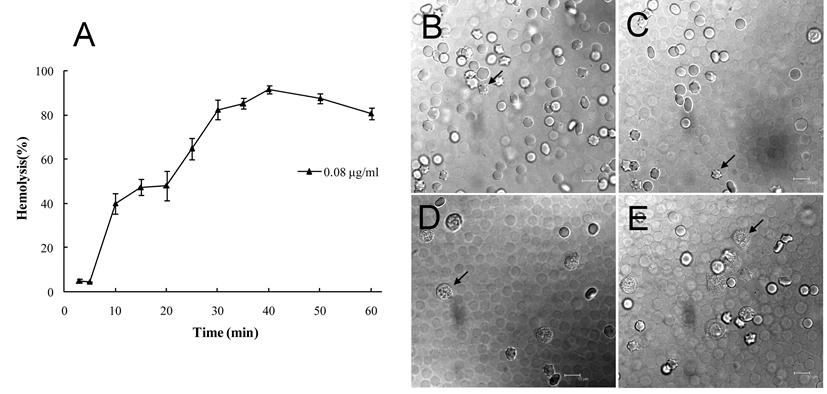 Int J Biol Sci Image