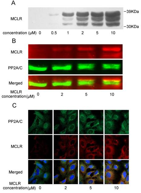 Int J Biol Sci Image