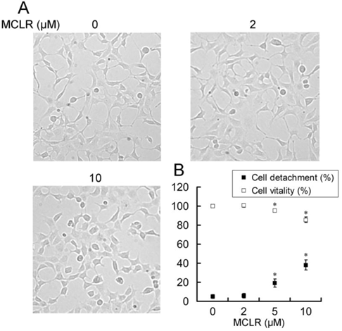 Int J Biol Sci Image